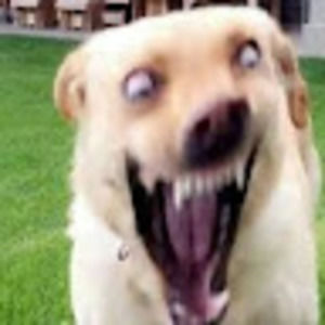 Meet your Posher, Ada